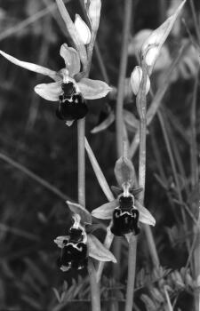 Ophrys elatior - Kleinblütige Hummelragwurz: Foto R. Wüest