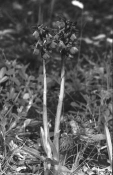 Orchis morio / Kleines Knabenkraut: Foto R. Wüest