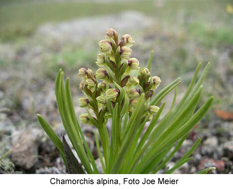 Chamorchis alpina: Foto Joe Meier