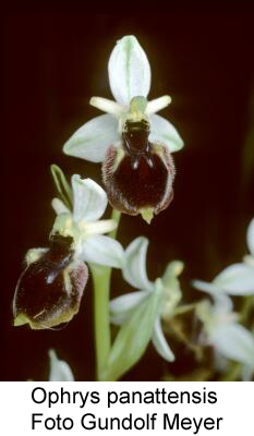 Ophrys panattensis, Foto Gundolf Meyer