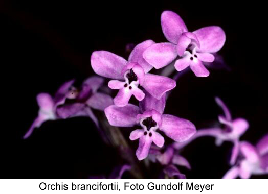 Orchis brancifortii - Foto Gundolf Meyer