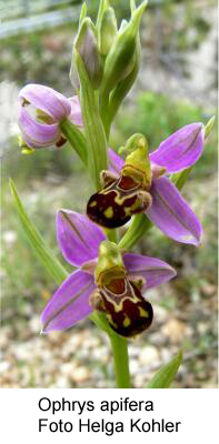 Ophrys apifera - Foto Helga Kohler