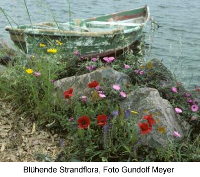 Blühende Strandflora - Foto Gundolf Meyer