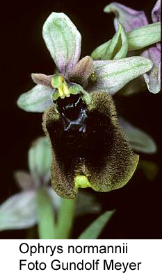 Ophrys normanii - Foto Gundolf Meyer