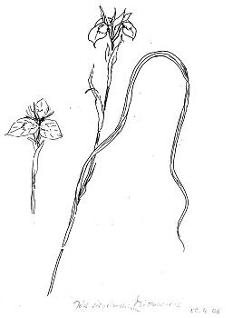 Iris sisyrinchium, Zeichnung Katrin Spörri
