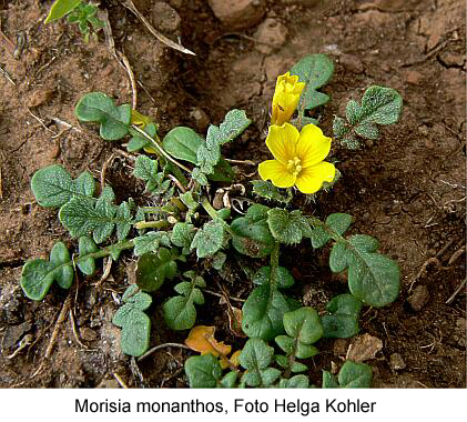 Morisia monanthos: Foto Helga Kohler