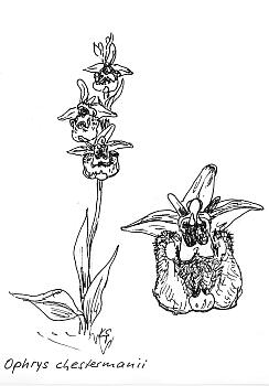 Ophrys chestermanii, Zeichnung Katrin Spörri