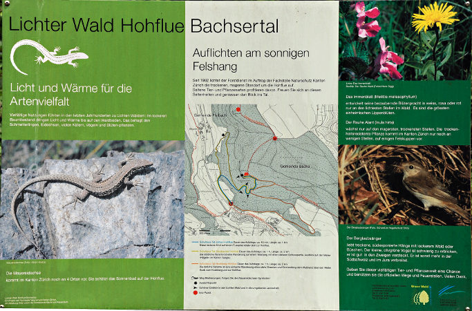 Lichter Wald Hohflue Bachsertal, Foto Göpf Grimm