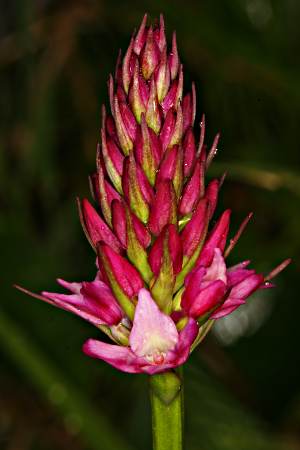 Gymnadenia odoratissima x Ni­gritella  rhellicani = xGymnigri­tella heufleri, Foto Roland Wüest