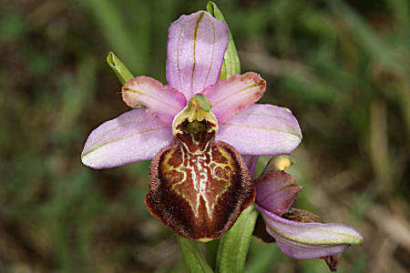 Ophrys aveyronensis, Lapanouse-de-Cernon; Foto: Fam. Stricker