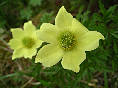 Schwefelanemone Pulsatilla  alpina ssp. apiifolia, Foto Joe Meier