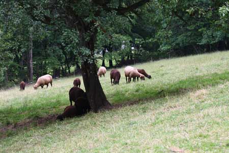 intensiv bewirtschaftete Weidefläche für Schafe, Foto: Thomas Ulrich