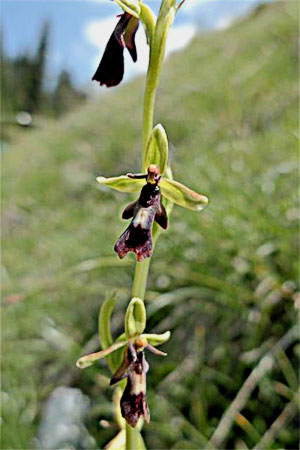 Fliegen-Ragwurz — Ophrys insectifera, Foto Ursula Lienhard