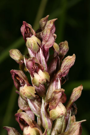 Pitasch, Prau da Platta, Orchis coriophora (Foto Beat Wartmann, 24.6.2009)