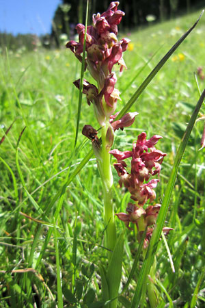 Sagogn, Tuora, Orchis coriophora (Foto Beat Wartmann, 5.6.2010)