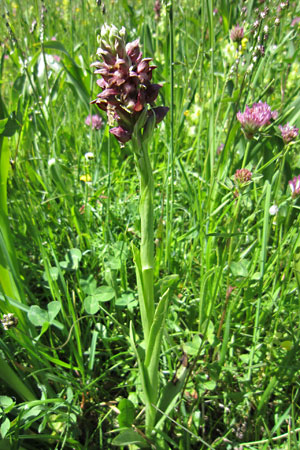 Schlans, Razeil, Orchis coriophora (Foto Beat Wartmann, 5.6.2010)