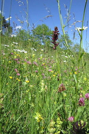 Schlans, Razeil, Orchis coriophora (Foto Beat Wartmann, 5.6.2010)