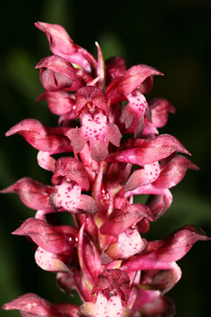 Orchis coriophora Blüte (Foto Beat Wartmann)