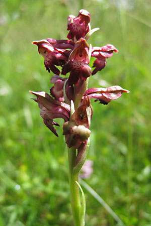 Orchis coriophora in Buseno, Giova (Foto Beat Wartmann, 7.6.2009)