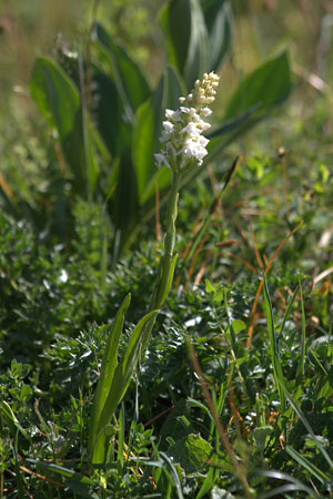 Gymnadenia conopsea albiflora — Chasseron (Foto Christian Gnägi)
