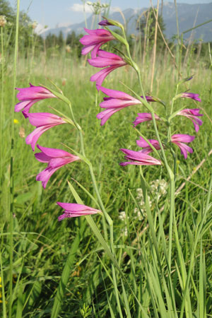 Gladiolus illyricus - Illyrische  Gladiole (Schütt, 21.06.12), Foto Roland Wüest