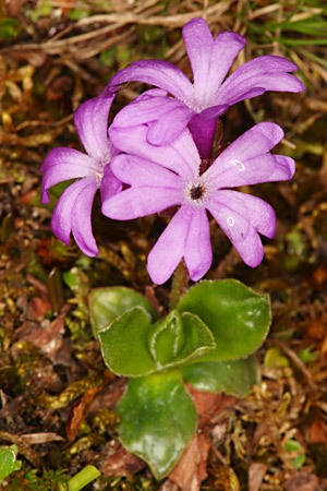 Ganzblättrige       Primel - 
   Primula integrifolia, Foto Roland Wüest