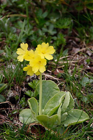 Aurikel,       Flühblümchen - 
    Primula auricula, Foto Thomas Ulrich