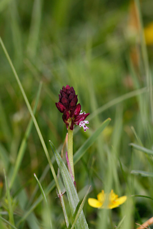 Knospe Brand-Knabenkraut - Orchis ustulata, Foto Thomas Ulrich