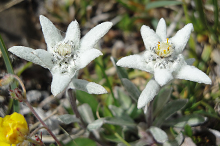 Edelweiss - Leontopodium alpinum, Foto Roland Wüest