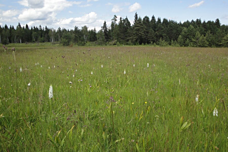 Dactylorhiza-transsilvanica-Biotop auf Bloška  Planota bei Nova Vas, 30.06.2013, Foto Roland Wüest