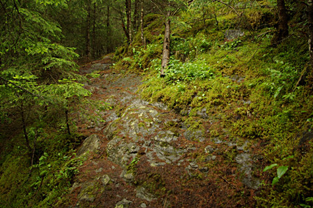 Waldweg nach Funtana Chistagna, früher Holz-Rückeweg (Foto Joe Meier)