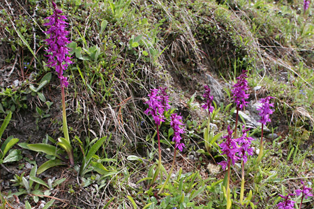 Biotop Orchis mascula subspecies speciosa, Foto: Beat & Claudia Wartmann