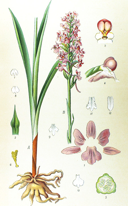 Zeichnung aus Max Schulze: 'Die Orchidaceen Deutschlands, Deutsch-Oesterreichs und der Schweiz' (1894)