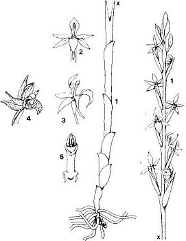 Limodorum abortivum (Violetter Dingel)