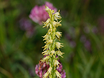 Blütenstand Herminium monorchis - Einorchis, Foto Thomas Ulrich