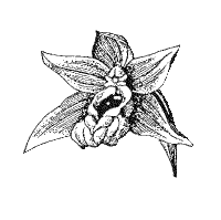 Zeichnung Einzelblüte Epipactis helleborine