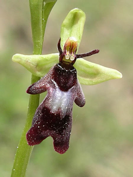 Ophrys insectifera, Foto Joe Meier