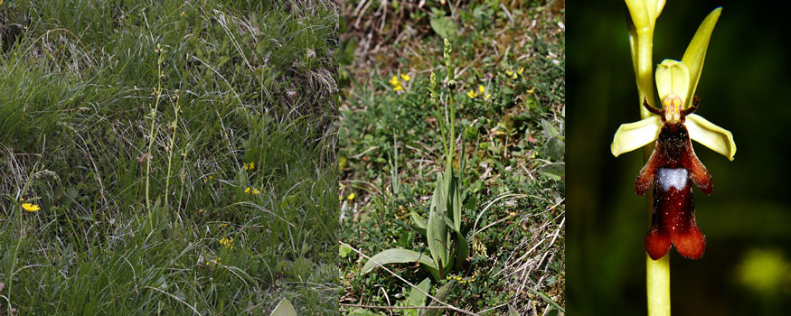 Ophrys insectifera - Biotop, Habitus und Blüte, Fotos Thomas Ulrich & Guido Viel