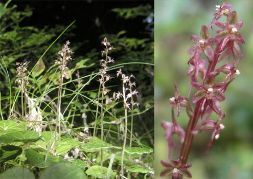 Listera cordata - mehrere Pflanzen im Biotop und Einzelpflanze