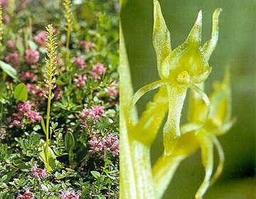 Zartes Einblatt (Malaxis monophyllos (L.) SWARTZ) aus 'Die Orchideen der Schweiz'