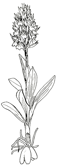 Zeichnung Dactylorhiza sambucina
