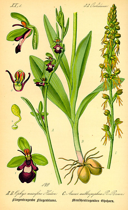 Zeichnung aus: Otto W. Thomé 'Flora von Deutschland, Österreich und der Schweiz' (1885)