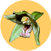 Emblem Orchideen
