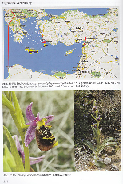 Bild aus Beiträge zur Gattung Ophrys, Autor Manfred Hennecke