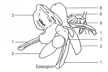 Zeichnung Epipactis-Blüte (Reinhard et al.)