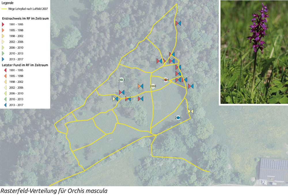 Orchis mascula Verteilung auf dem Lehrpfad, 2018, Graphik: Thomas Ulrich
