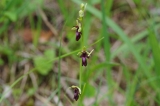 058_0520_2555_Ophrys_insectifera_Fliegen_Ragwurz.jpg